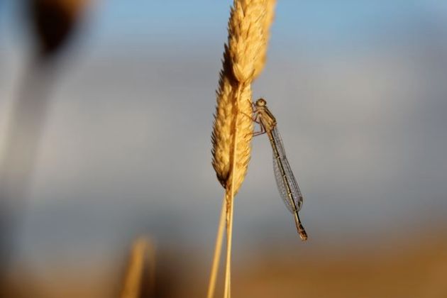 A damselfly warms in the morning sun by the dam (27/1/13).