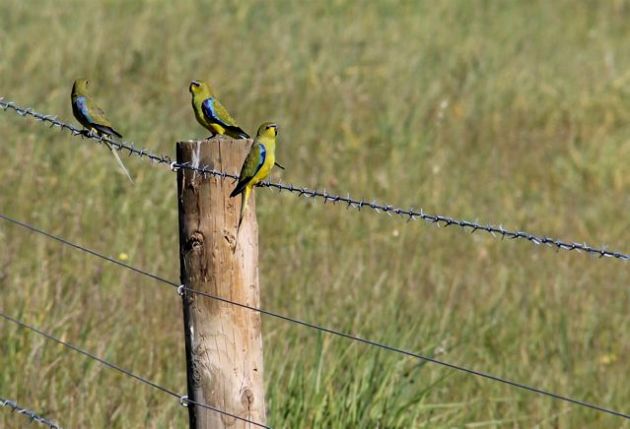 Elegant parrots rest on a fence (9/10/14).